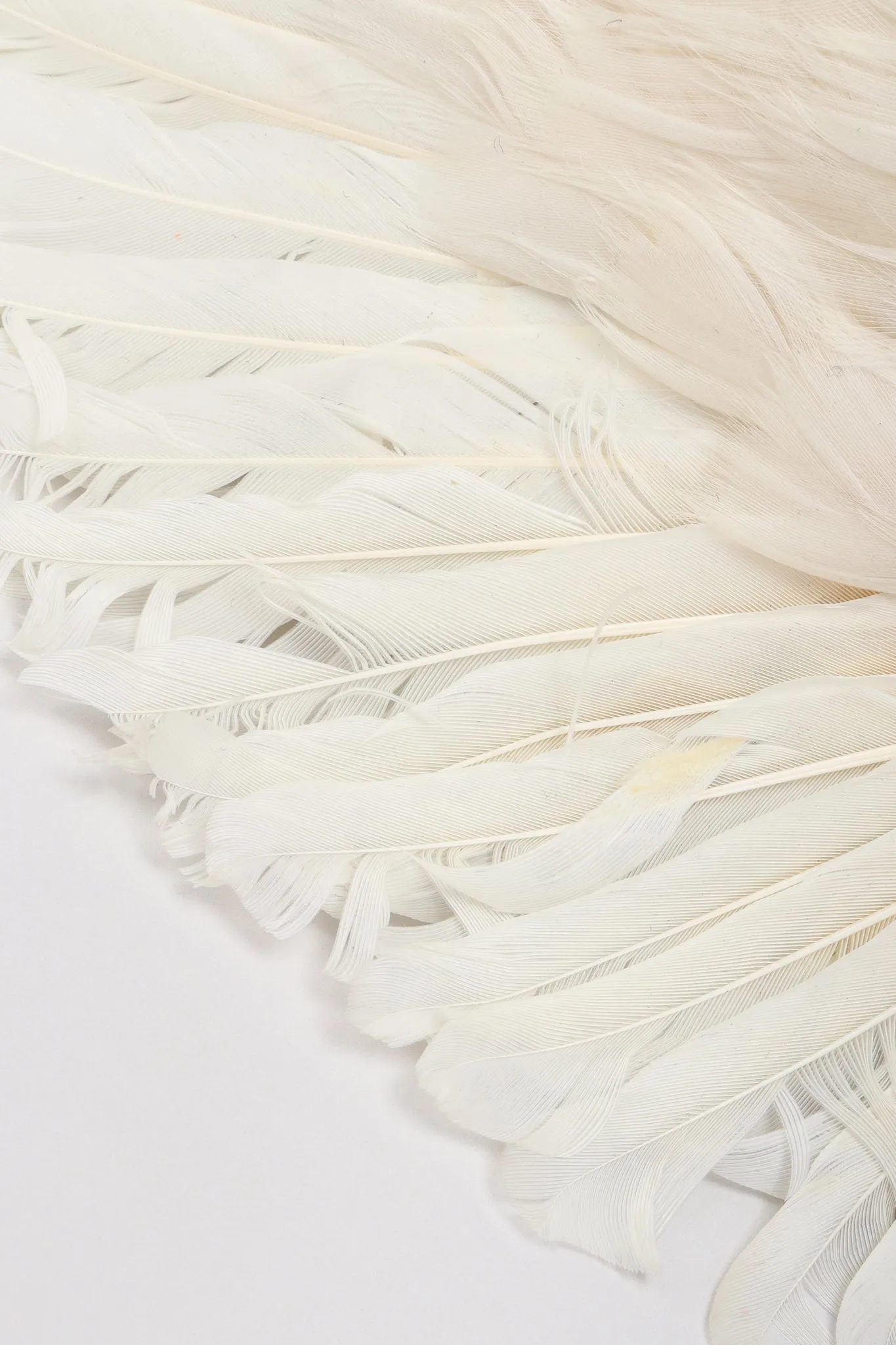 Feather Wing Calot Hat