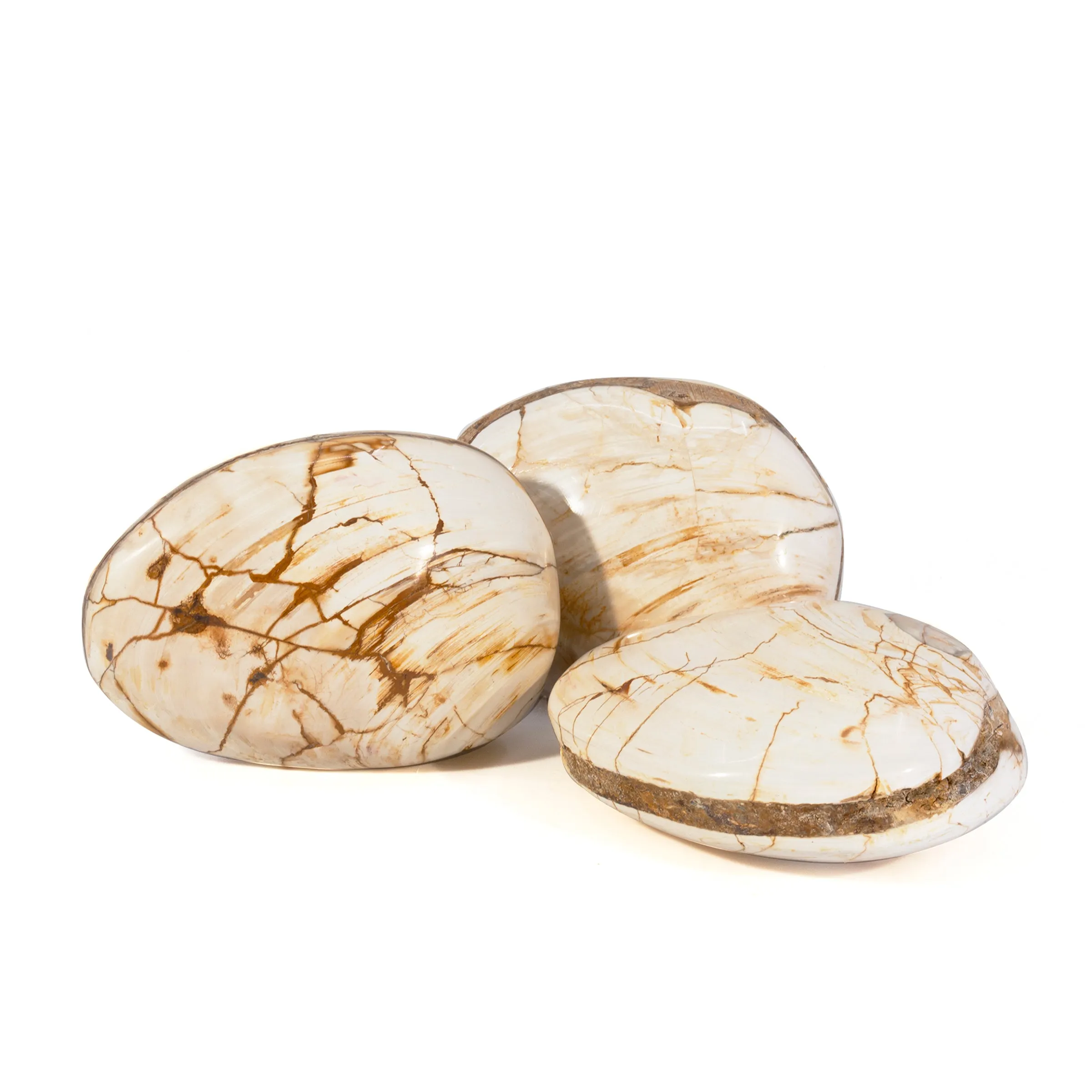Fossil Bivalve Polished Crystal Shell - Madagascar