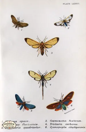 PDXC5306 -- Butterflies